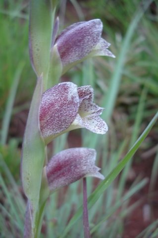 Gladiolus ecklonii rolling out the nectar guides